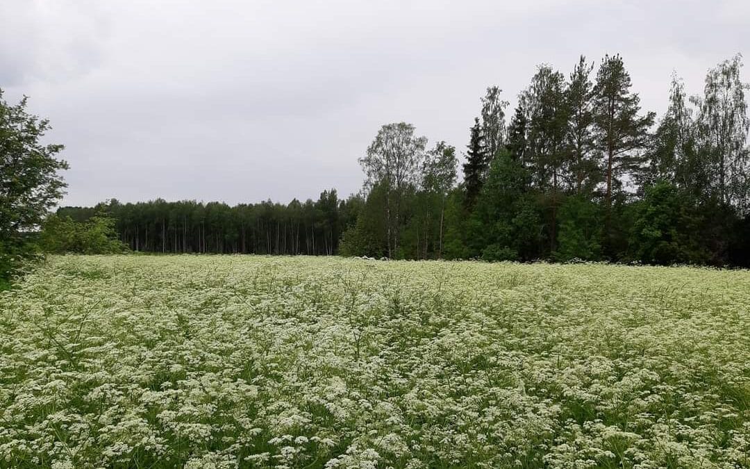Vihasjärven kansakoulu & Avoimet Puutarhat 6.7.2025