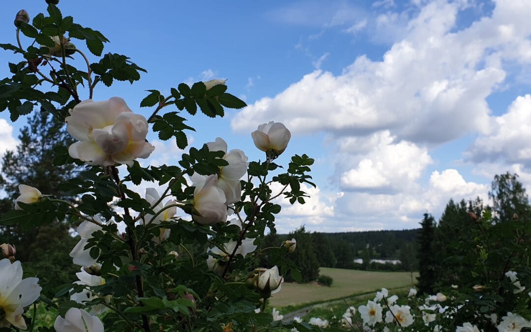 Wihasjärven Juhannuskahvila 19.-21.6.2026